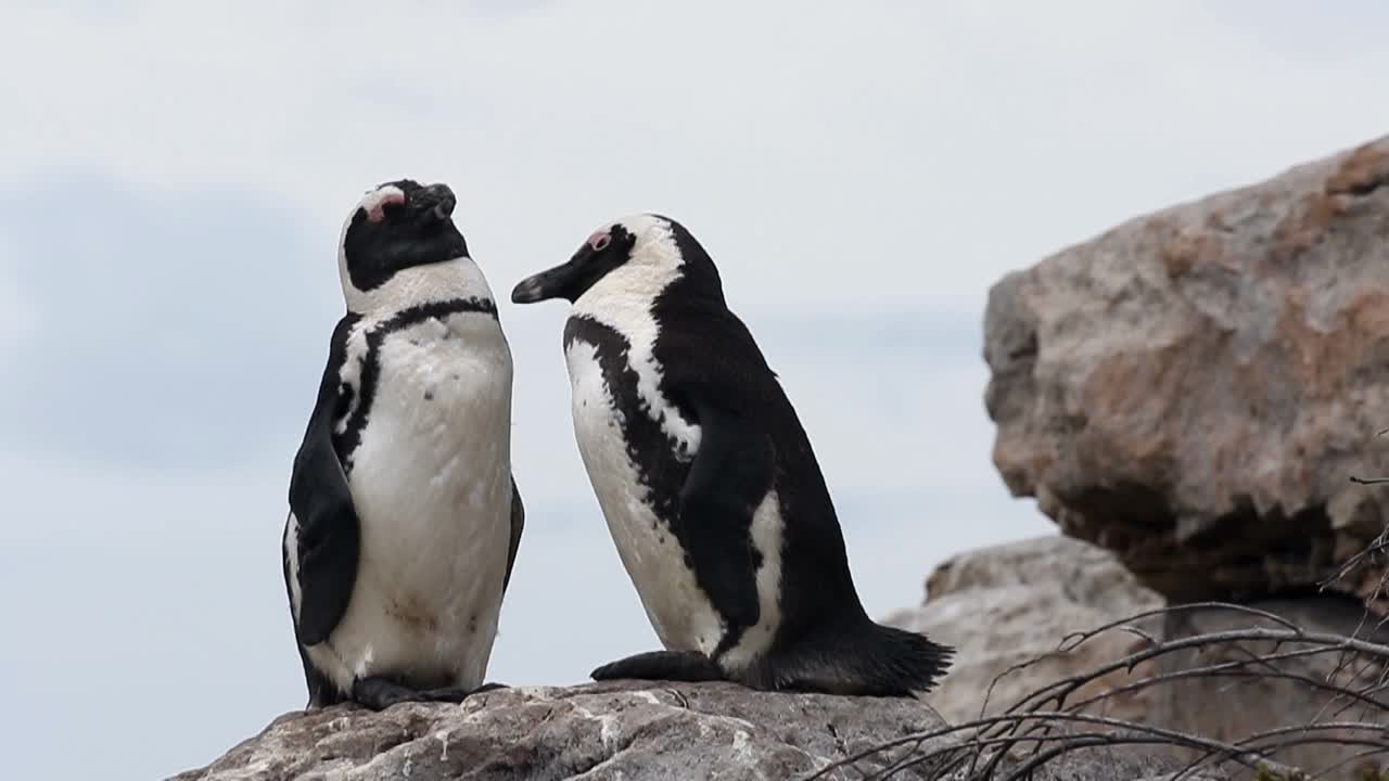 primer plano de un pingüino africano en betty's bay, sudáfrica