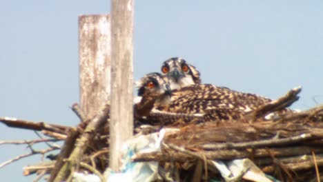 Fischadler-(Haliaeetus-Leucocephalus)-Und-Küken-Im-Nest-Verschiedene-Ausgewachsene-Und-Küken-Fischadler-Aufnahmen