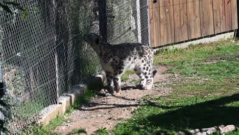 a gray jaguar sits at the edge of its enclosure, and walks, zoo