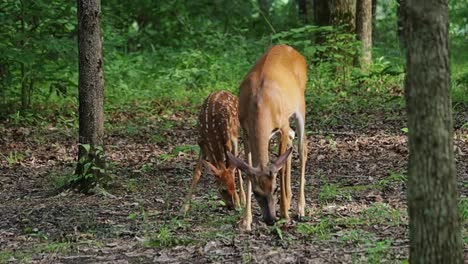 ciervo manchado con la madre pastando en el bosque