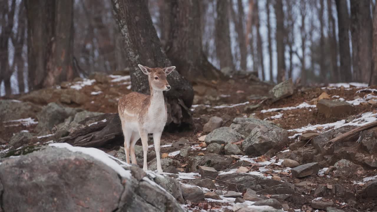 Cerbiatto di daino in piedi sulla roccia nel bosco