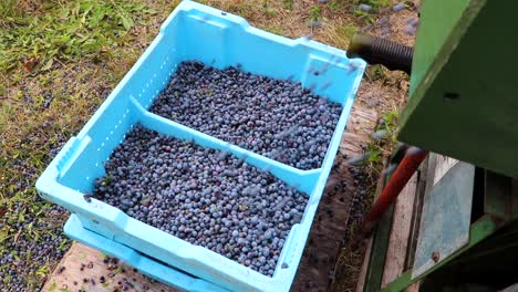 blueberries pouring into crates after being harvested in a berry patch slow motion