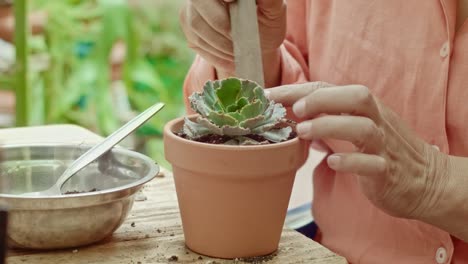 succulent plants on a garden being cared by a mature woman's hands