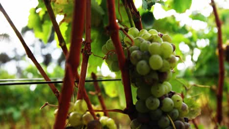 primer plano del movimiento de la uva de vino