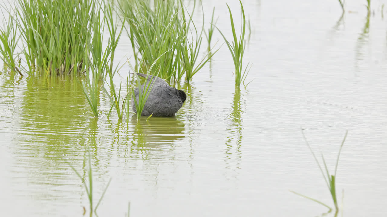 Eurasian coot has a distinctive white beak and 'shield' above the beak which earns it the title 'bald coot