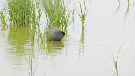 Eurasian-coot-has-a-distinctive-white-beak-and-'shield'-above-the-beak-which-earns-it-the-title-'bald-coot