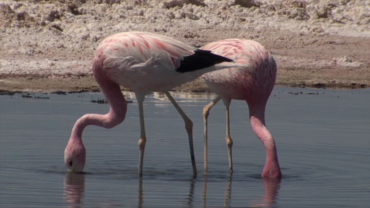 Couple of flamingos feeding in salt flat lagoon, Atacama desert Chile, close-up.