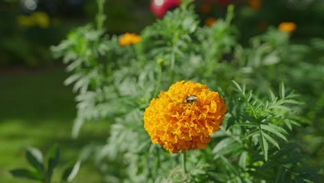 slowmotion side dolly shot of a bee harvesting a pollen from a yellow flower in the garden