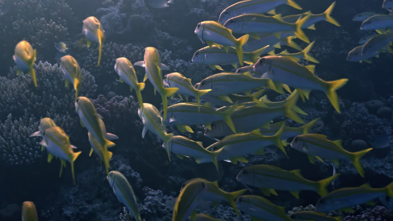 Un denso banco di pesci dal corpo argenteo e pinne giallo brillante nuota con grazia accanto a una barriera corallina scura e texturizzata. L'acqua blu profonda crea uno sfondo suggestivo e ad alto contrasto per il giallo vivace.