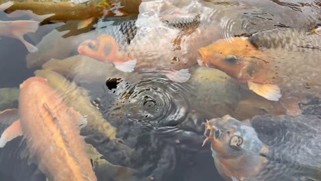 Tranquilo-Estanque-De-Peces-Koi-En-El-Palacio-De-Agua-Tirta-Gangga,-Ubud-Bali