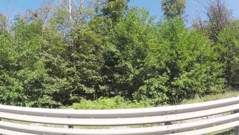forest roadside view