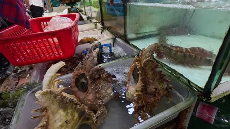 Live clams displayed in a vibrant seafood market in Phuket, Thailand, showcasing exotic marine life in a bustling environment