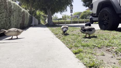 Primer-Plano-De-Patos-Caminando-Al-Azar-Por-Las-Calles-De-Los-Ángeles.