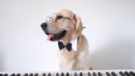 a pianist dog in round glasses and a bow tie sits near a synthesizer. golden retriever musician.