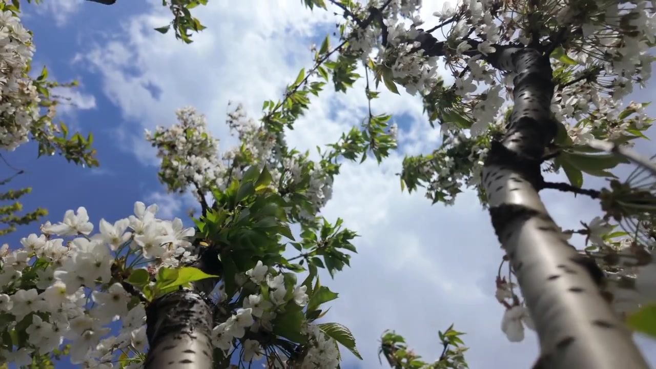 Low angle view of a flowering tree covered in clusters of white blossoms against a blue sky with scattered clouds