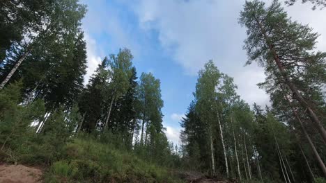 Time-lapse-of-clouds-rolling-over-a-forest-of-pine-trees