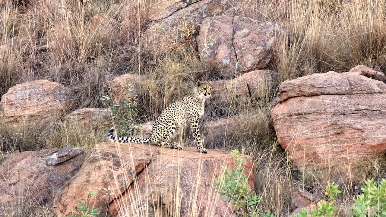 가장 빠른 육상 포유류인 어린 치타 새끼는 자연 서식지인 언덕 꼭대기에서 잠재적인 위험을 조심스럽게 발견합니다.