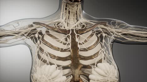 transparent human body with visible bones