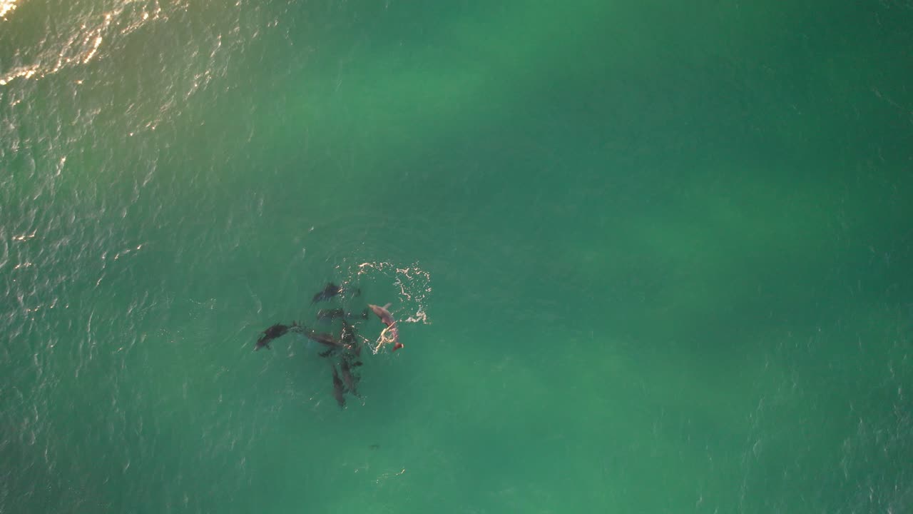 Group Of Dolphins Swimming In The Blue Sea In Northern Rivers, Byron Bay, NSW, Australia. - aerial shot
