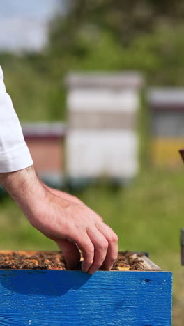 honey frame covered with bees is being put into a hive. smoke coming from a smoker on the next hive. blurred backdrop. vertical video