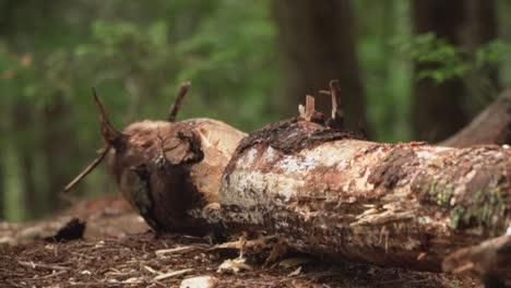 Axe Chopping Continuously at Log Slow Motion
