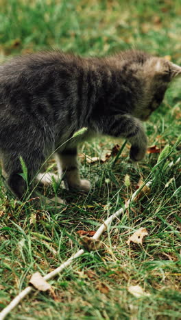 funny kitty on the ground. little grey kitten trying to catch a cord on the grass. cat running in the meadow. vertical video