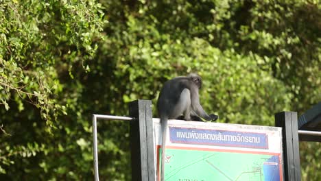 pequeño gibón negro sentado en el cartel del mapa en tailandia