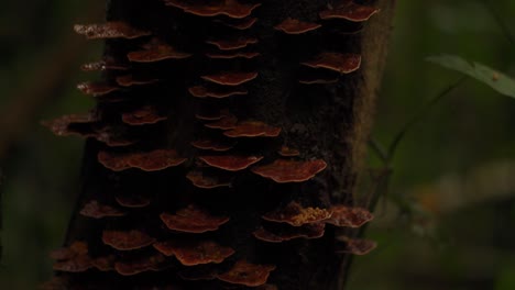 brown mushrooms growing on side of tree