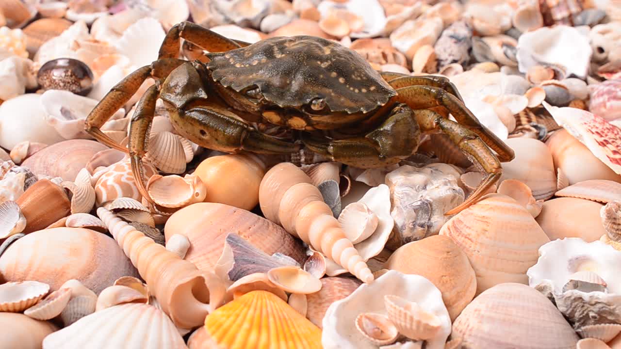 Live crabs. Shooting of crabs