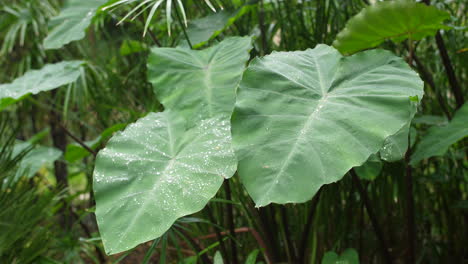 Giant-green-leaves-with-water-drops-in-Moco-garden-Montpellier