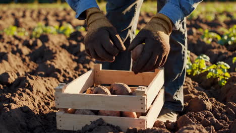 farmer harvesting potatoes in a field