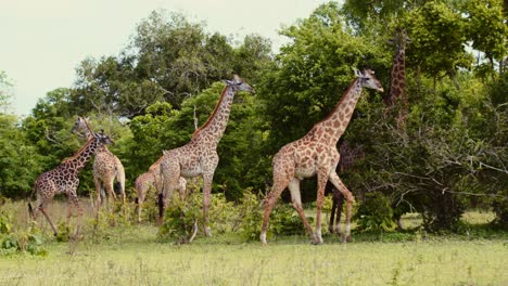 familia de jirafas en un safari en tanzania