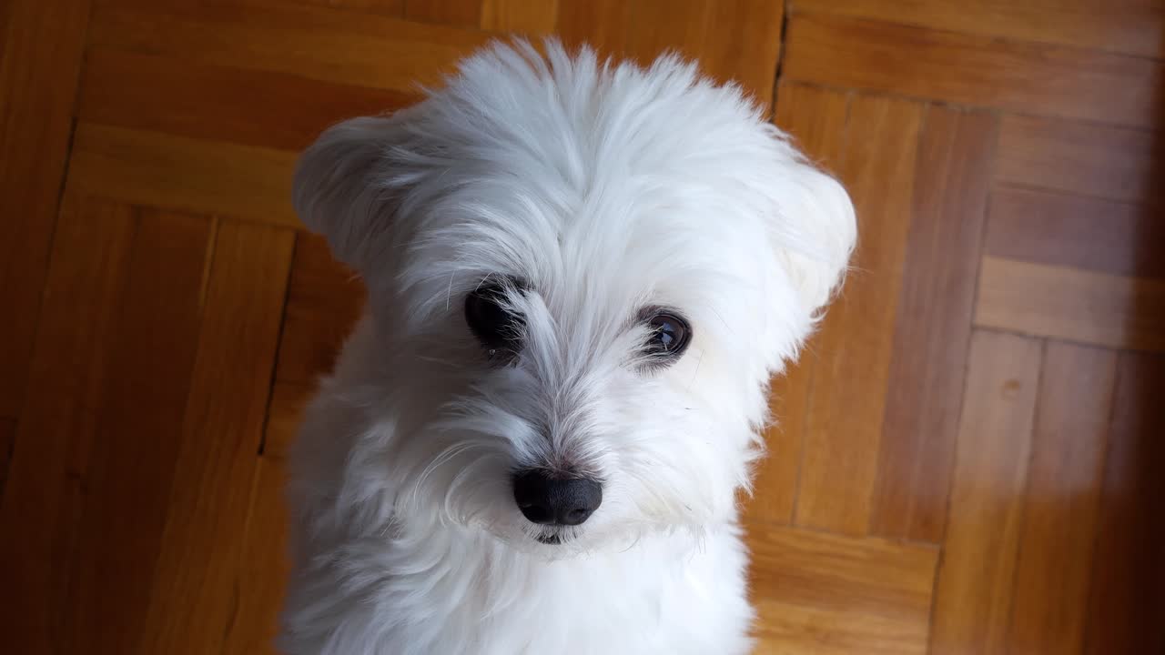 말티즈는 주인의 발에 올라타 그의 이야기를 듣는다.