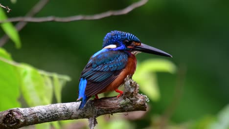 Der-Blauohrige-Eisvogel-Ist-Ein-Kleiner-Eisvogel,-Der-In-Thailand-Vorkommt-Und-Von-Vogelfotografen-Wegen-Seiner-Schönen-Blauen-Ohren-Gesucht-Wird,-Da-Er-Ein-Kleiner,-Niedlicher-Und-Flauschiger-Blaufederball-Eines-Vogels-Ist