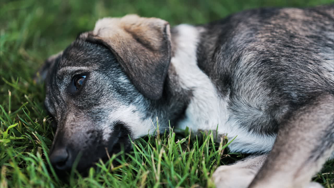 Close up of a black and brown, stray dog lying on the grass in a park