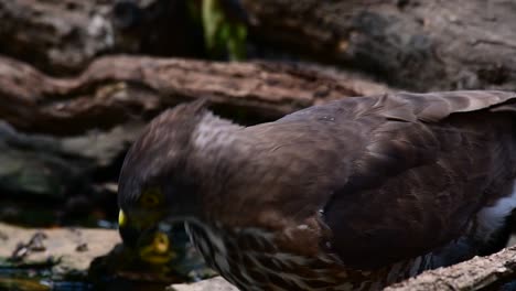 el azor crestado es una de las aves rapaces más comunes en asia y pertenece a la misma familia de águilas, aguiluchos