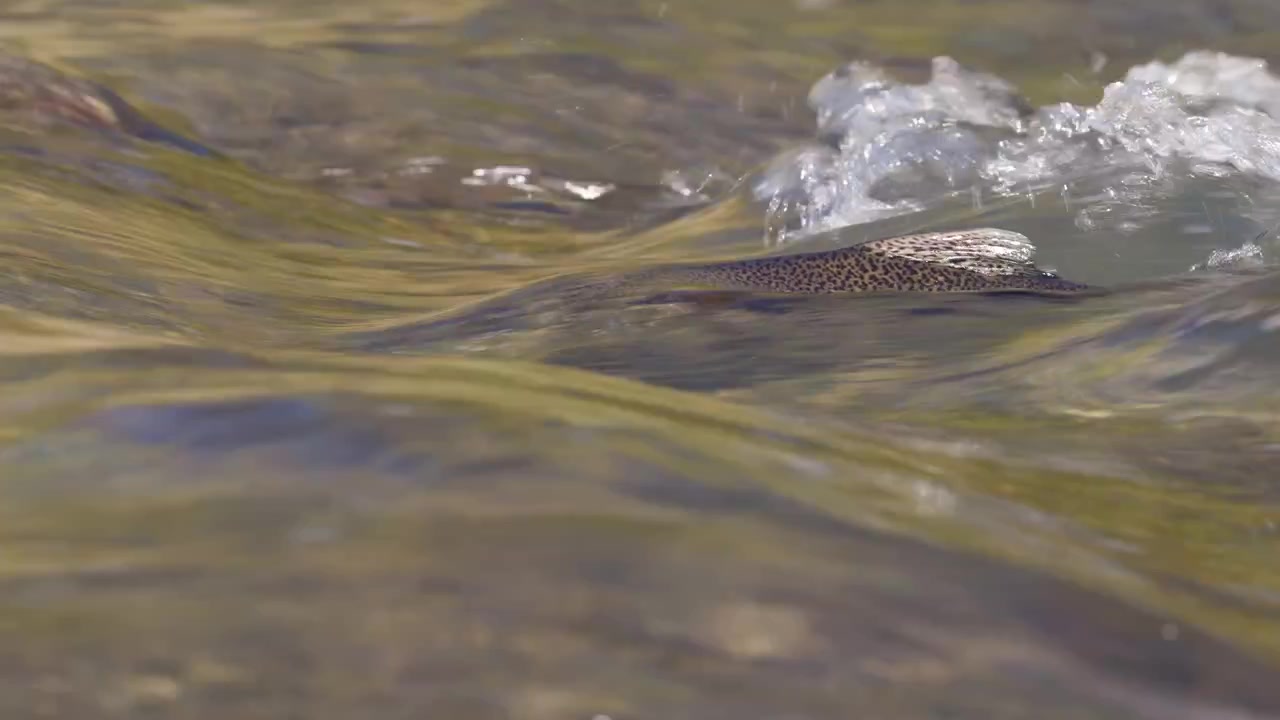 Una vista ravvicinata di una pinna dorsale di salmone che taglia la superficie dell'acqua impetuosa del fiume Ganaraska. La superficie dell'acqua è increspata e crea motivi vorticosi.