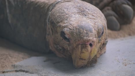 olive ridley sea turtle depositing eggs into sandy ground during massive nesting event at ostional beach, costa rica