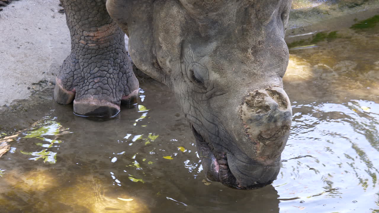 cerca de rinoceronte indio bebiendo agua de arroyo en nepal, cámara lenta