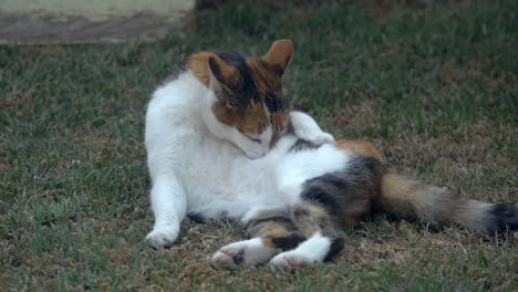 female domesticated cat licking itself, slow motion