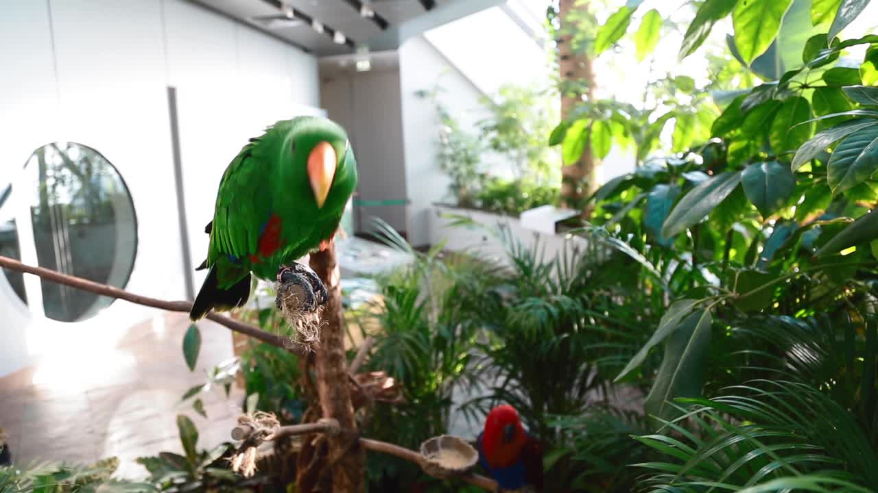 loro eclectus parado en una rama de árbol mirando a la cámara