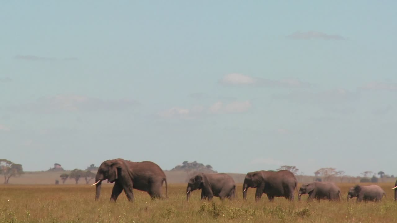 Uma imagem espetacular de elefantes migrando pelas planícies africanas no Serengeti.