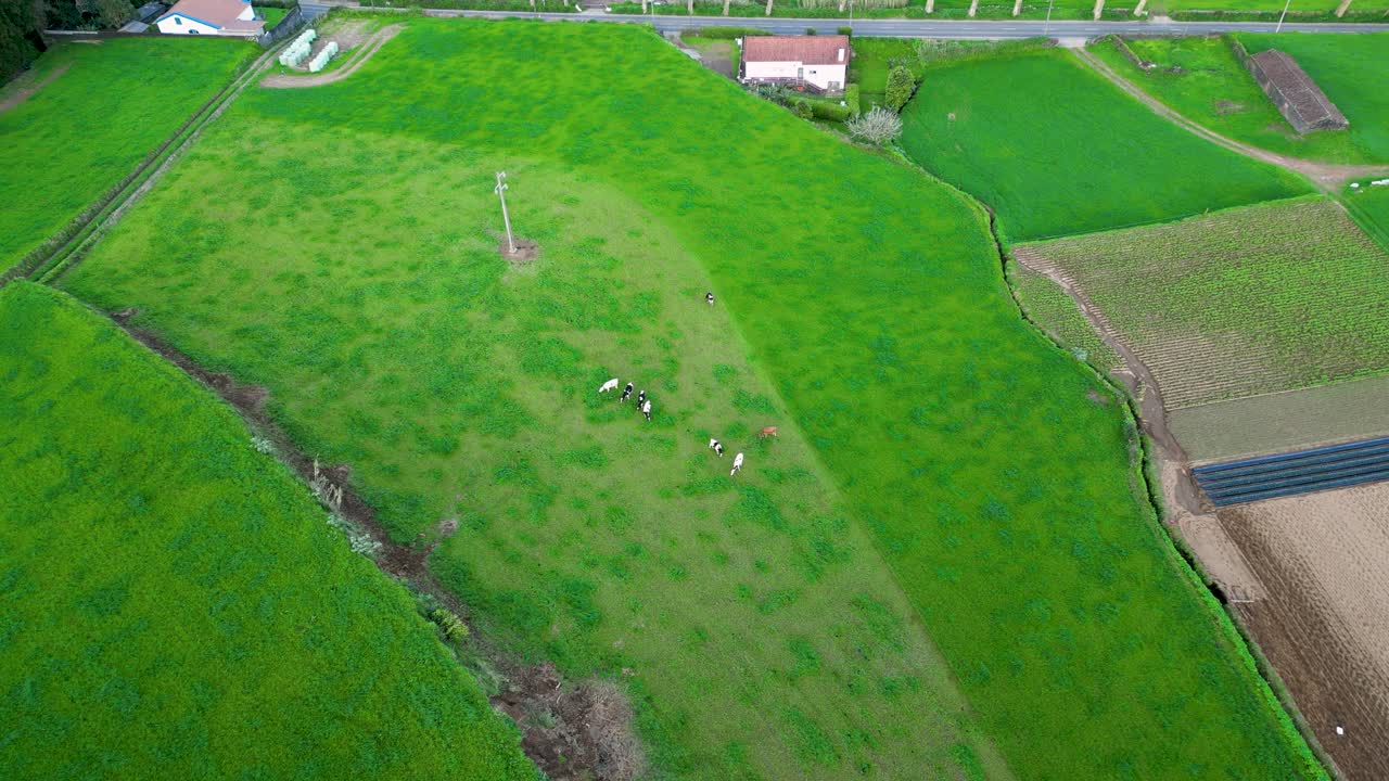 아조레스 섬의 푸른  근처에서 날아다니며, 소들이 울창한 목초지에서 풀을 잡아먹고 있습니다.
