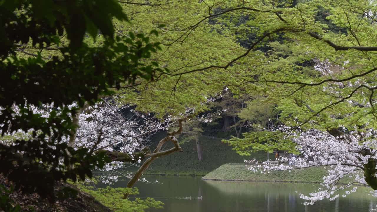 Stunning calm scenery inside Japanese landscape garden with Sakura in slow motion
