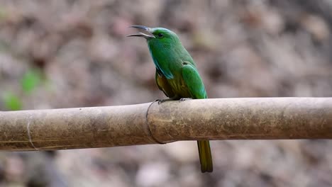 Der-Blaubärtige-Bienenfresser-Kommt-Auf-Der-Malaiischen-Halbinsel-Einschließlich-Thailand-An-Bestimmten-Waldlichtungen-Vor