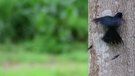 Seen-on-the-right-side-of-the-frame-feeding-on-the-bark-of-this-tree-and-flaps-its-wings-to-move,-Greater-Racket-tailed-Drongo-Dicrurus-paradiseus,-Thailand