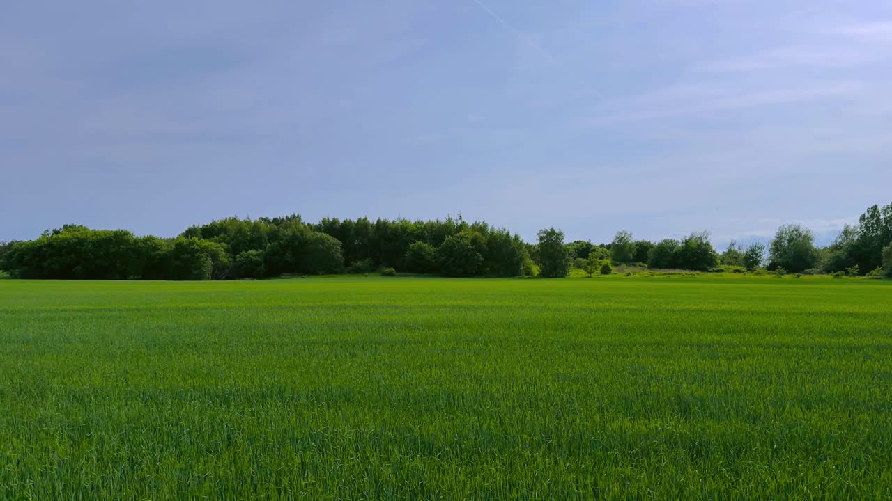 Calm Grass Waves Beneath Blue Sky