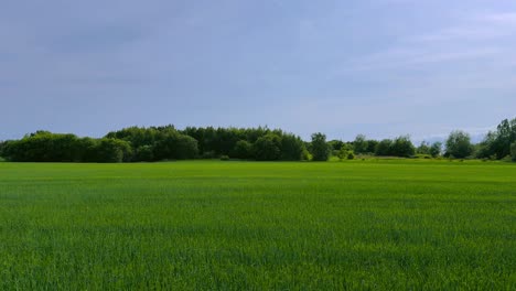 calm grass waves beneath blue sky