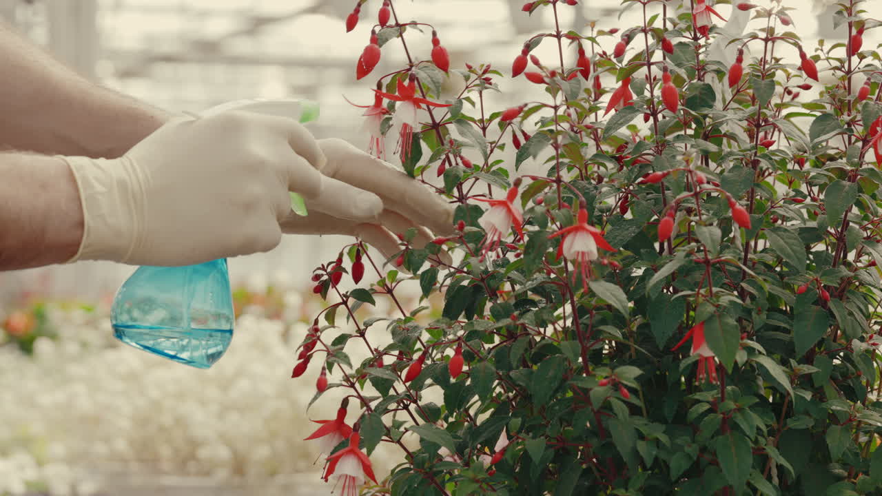 Person spraying a fuchsia plant in a greenhouse