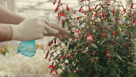 person spraying a fuchsia plant in a greenhouse